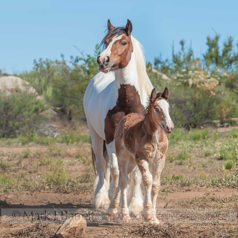 2372-32(1).jpg :: Gypsy Vanner Horse mare and foal
