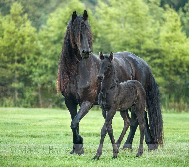 2377-18A.jpg :: Friesian Horse filly foal with adult female mare in grass field