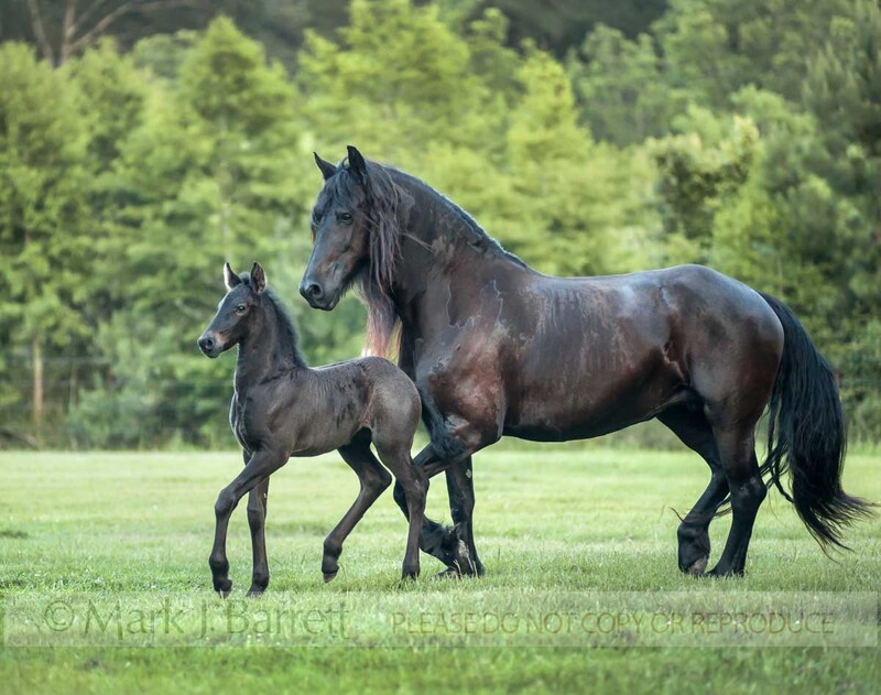 2377-22(1).jpg :: Friesian horse mare and foal