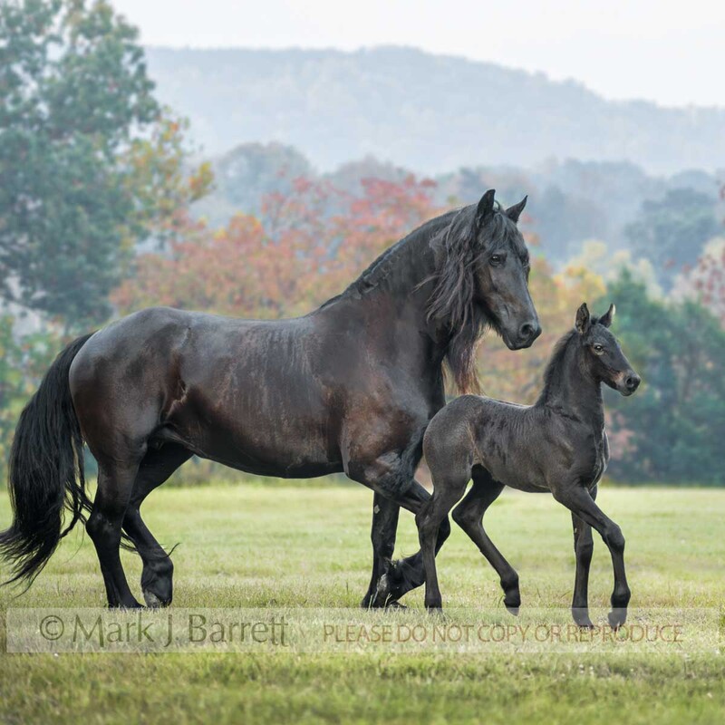 2377-22C.jpg :: Adult Friesian horse mare runs with foal baby in green grass field