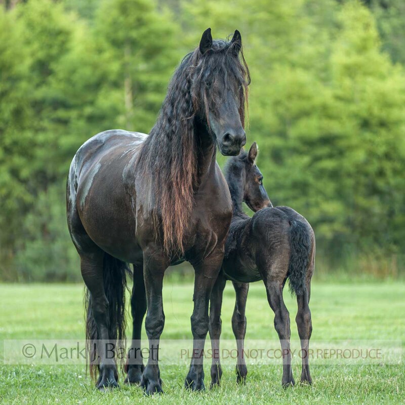 2377-29(1).jpg :: Adult Friesian horse mare with foal baby in green field
