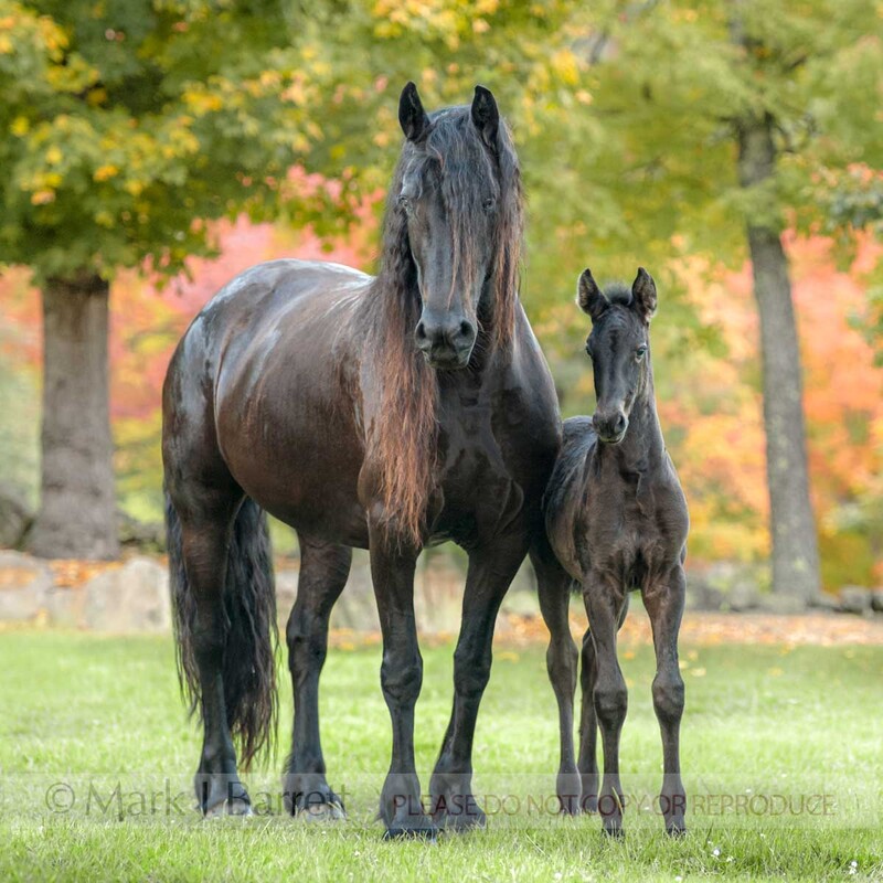 2377-32B(1).jpg :: Friesian horse mare and foal stand close together in autumn pasture.