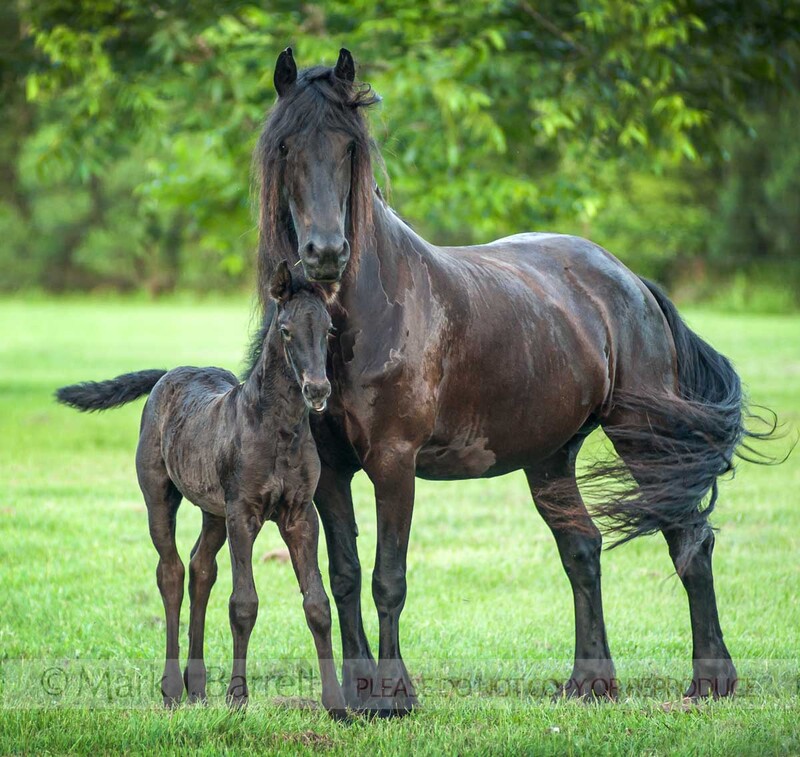2377-40(2).jpg :: Friesian horse mare and foal