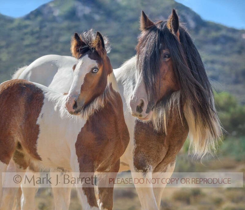 2380-8A.jpg :: adult female Gypsy Vanner Horse mare with baby animal foal stand together on alpine overlook