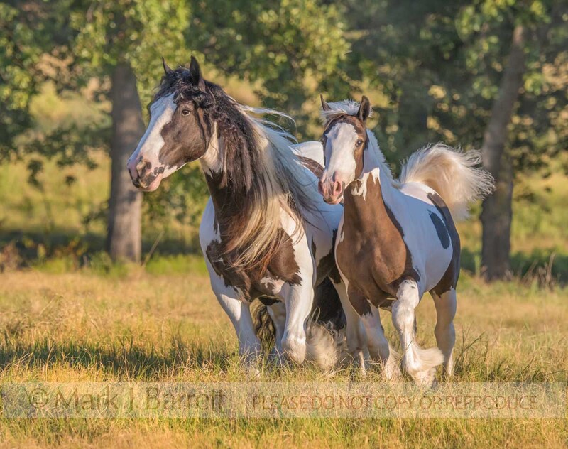 2382-15A(1).jpg :: Gypsy Vanner Horse colt foal running with adult female mare in tall grass field