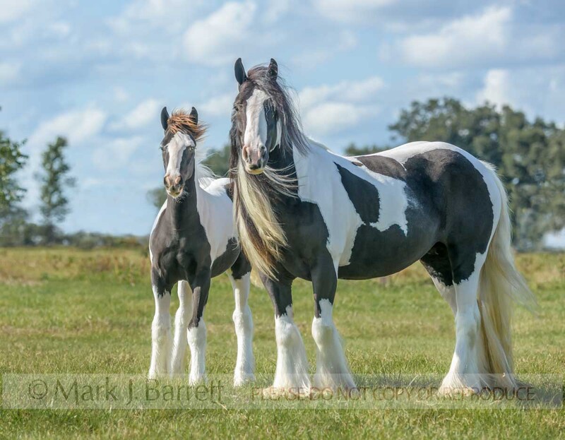 2383-6.jpg :: Gypsy Vanner Horse mare and foal standing in field