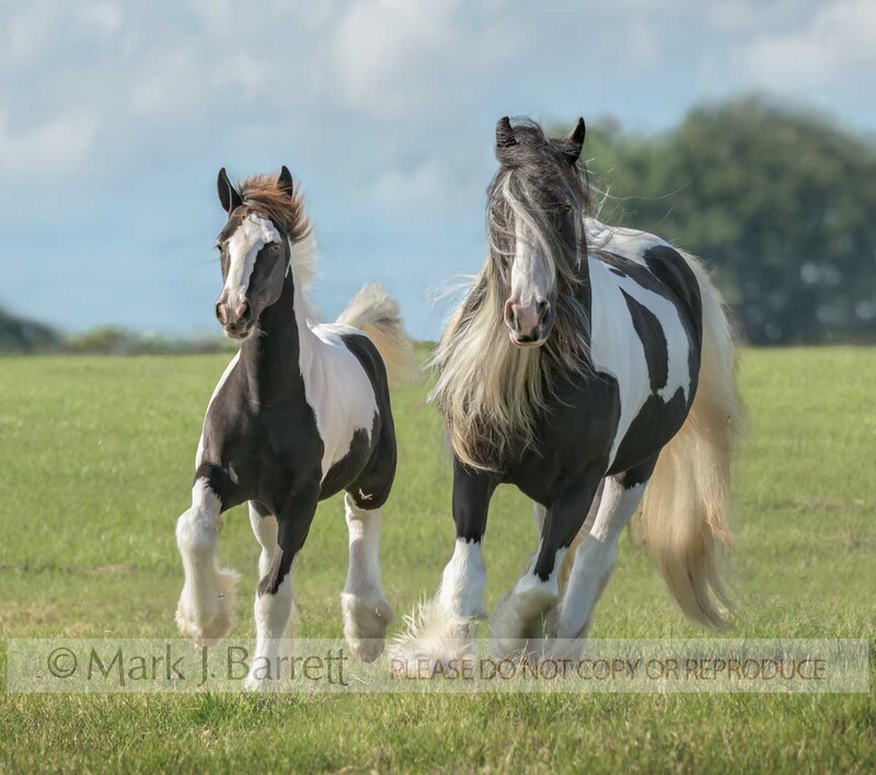 2383-9A(1).jpg :: Adult Gypsy Vanner Horse mare runs in grass field with foal baby at side