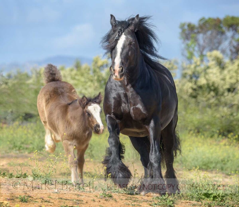 2386-15(1).jpg :: Gypsy Vanner Horse filly foal kicks up heels in play next to running mare