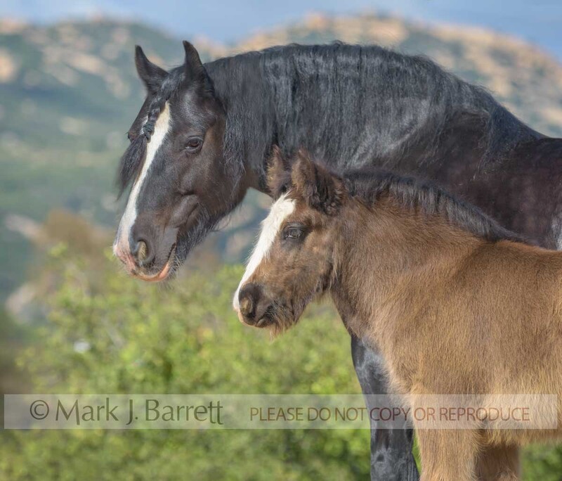 2386-18(1).jpg :: portrait of Gypsy Vanner Horse mare with foal baby at side