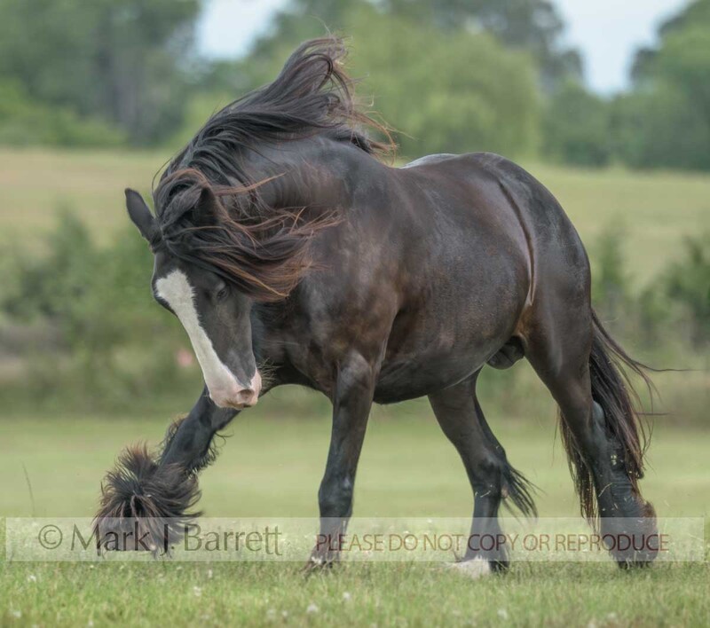 2388-8A.jpg :: adult female Gypsy Vanner Horse mare runs in field