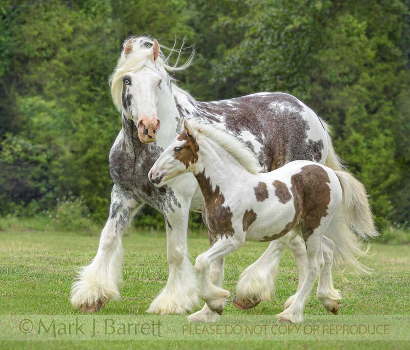 2389-23B(2).jpg :: Gypsy Vanner Horse mare and foal