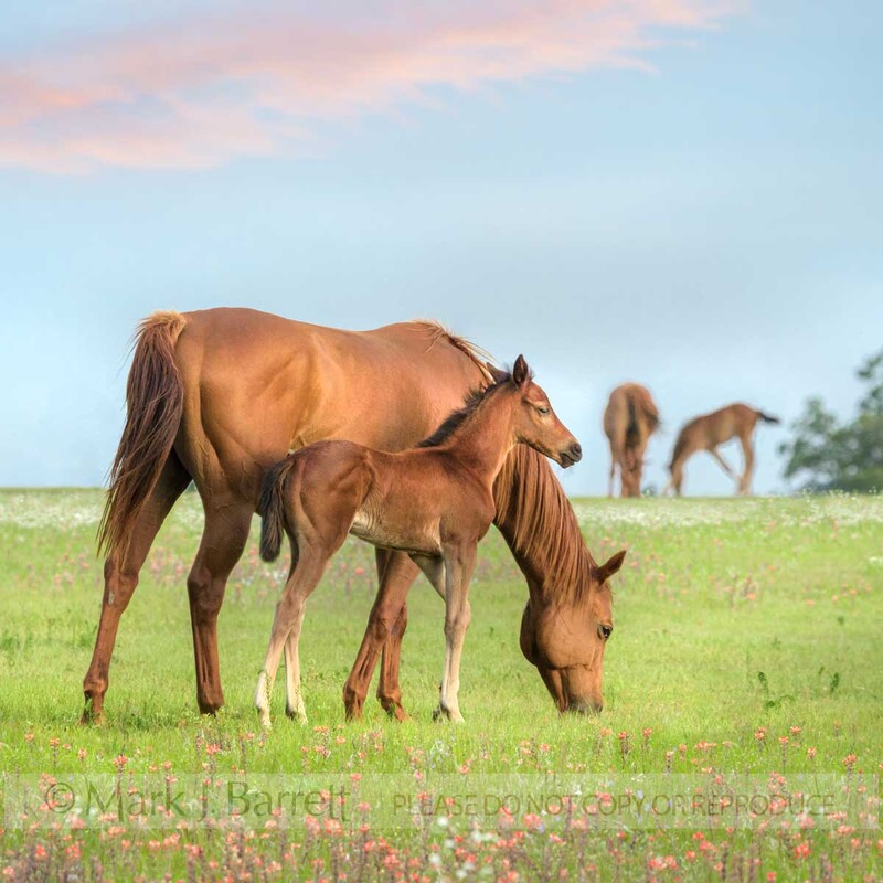 2390-1D(1).jpg :: Thoroughbred Horse mares and foal graze in grren grass pasture