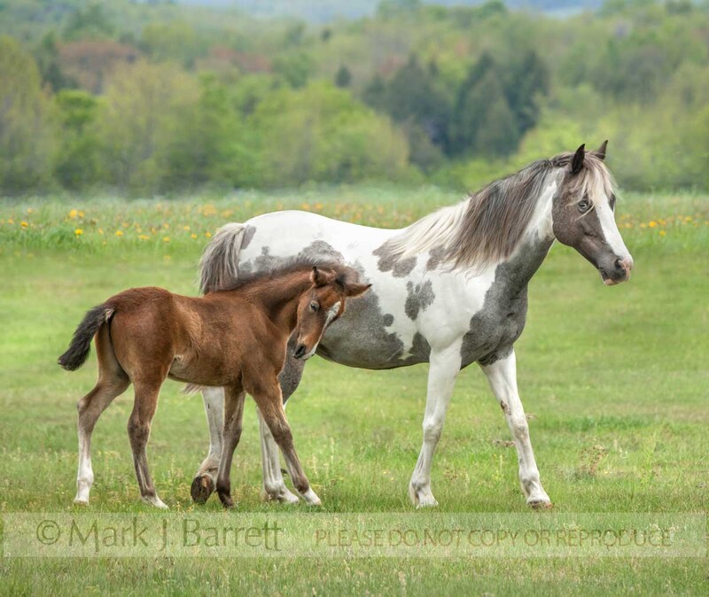 2393-5B(1).jpg :: Pinto coat pony mare with foal in grass pasture