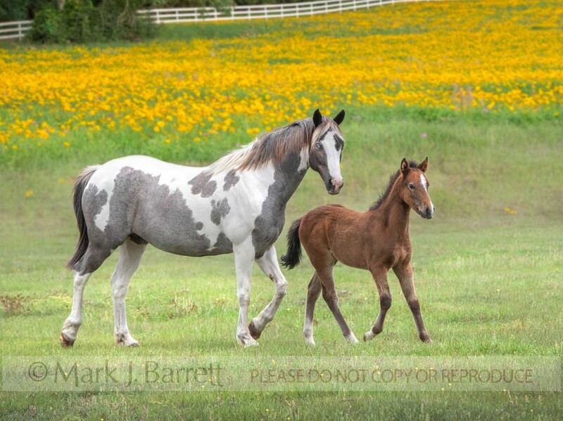 2393-6A(1).jpg :: Pinto horse mare with foal in grass pasture
