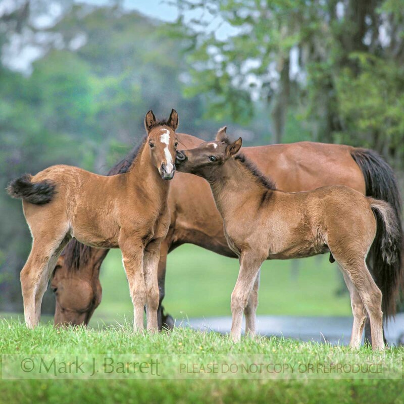 3005-1(1).jpg :: Arabian foals socialize.
