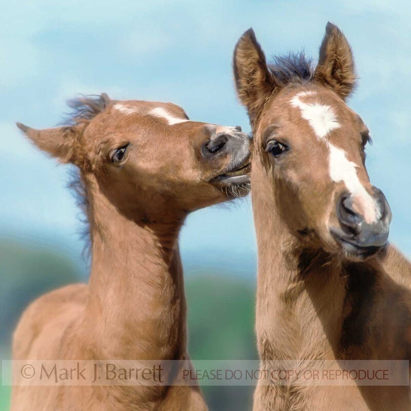 3077(1).jpg :: Playful foal bites his buddy on neck.