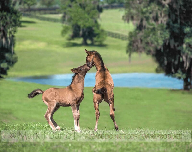 3084(1).jpg :: Two Arabian horse foals play on rise overlooking pond water. One foal bites on anothers halter.