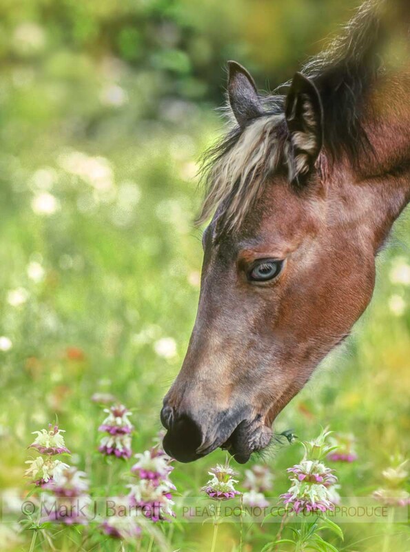 3087B(1).jpg :: foal nibbles on wild flowers.