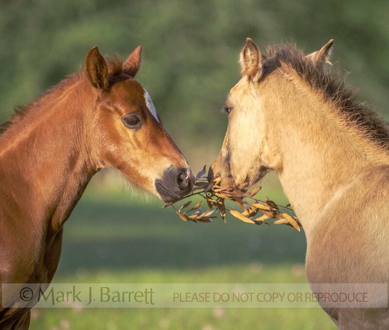 3144E(1).jpg :: Two foals play with oak branch