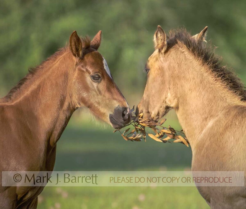 3144E(2).jpg :: Two baby animal horse foals play with oak branch in grass field
