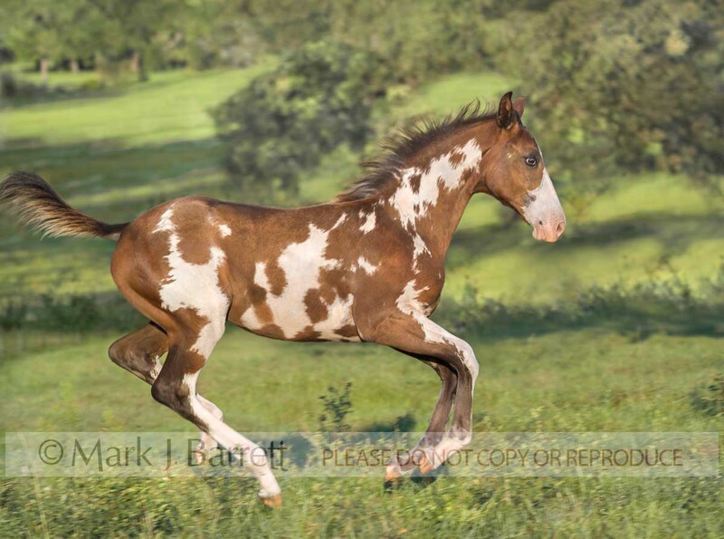 3149C-1.jpg :: juvenile American Paint Horse filly foal runs in grass field with feet off ground