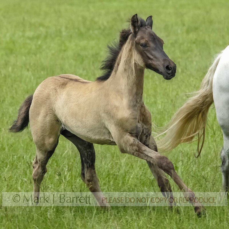3159E.jpg :: baby animal Paso Fino horse foal runs in grass field