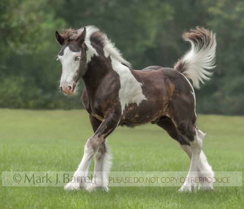 3161G(1).jpg :: baby animal Gypsy Vanner Horse colt foal runs in grass field