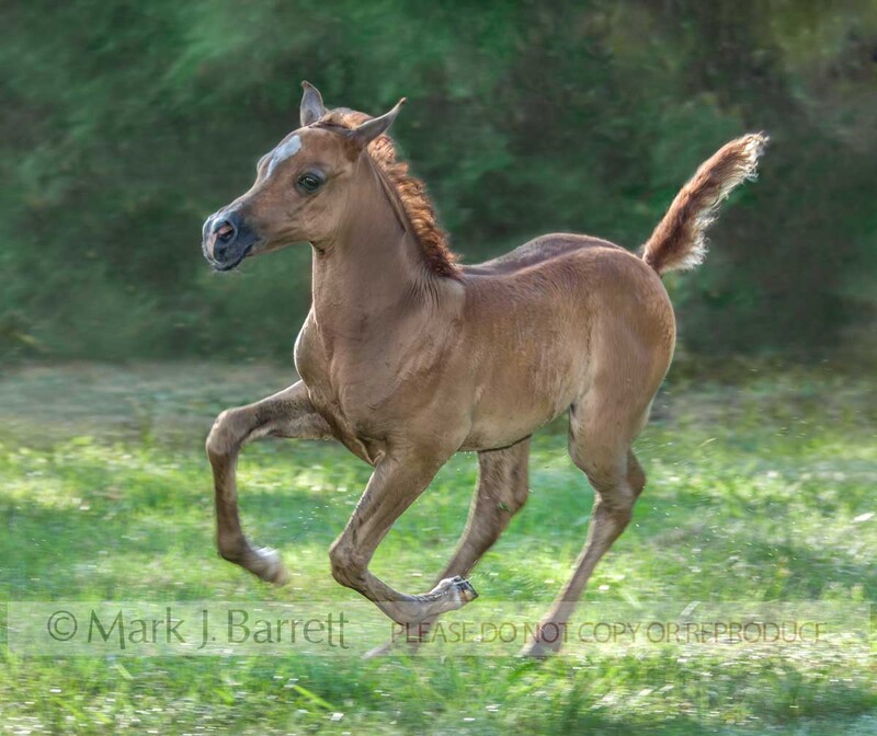 3189G(1).jpg :: baby animal Arabian Horse filly foal gallops across green field