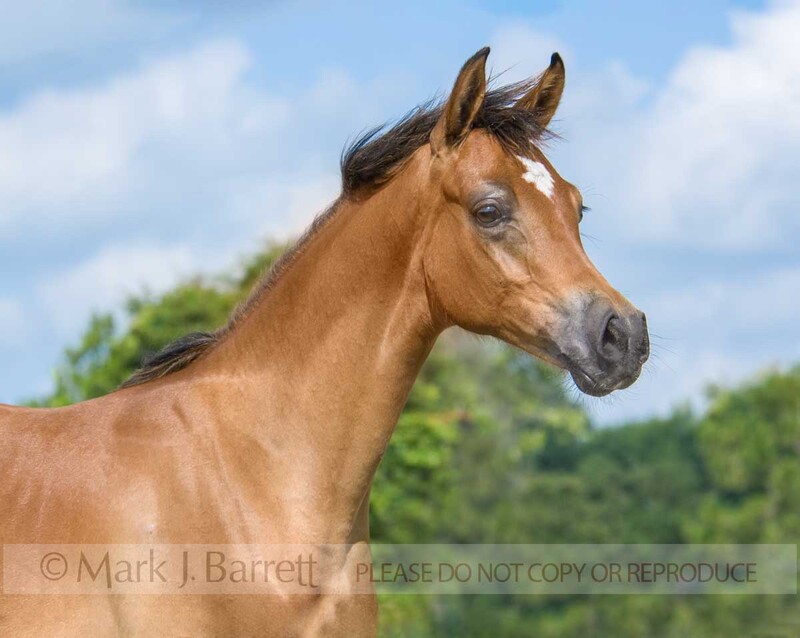 3194G(1).jpg :: Bay colt Arabian Horse foal