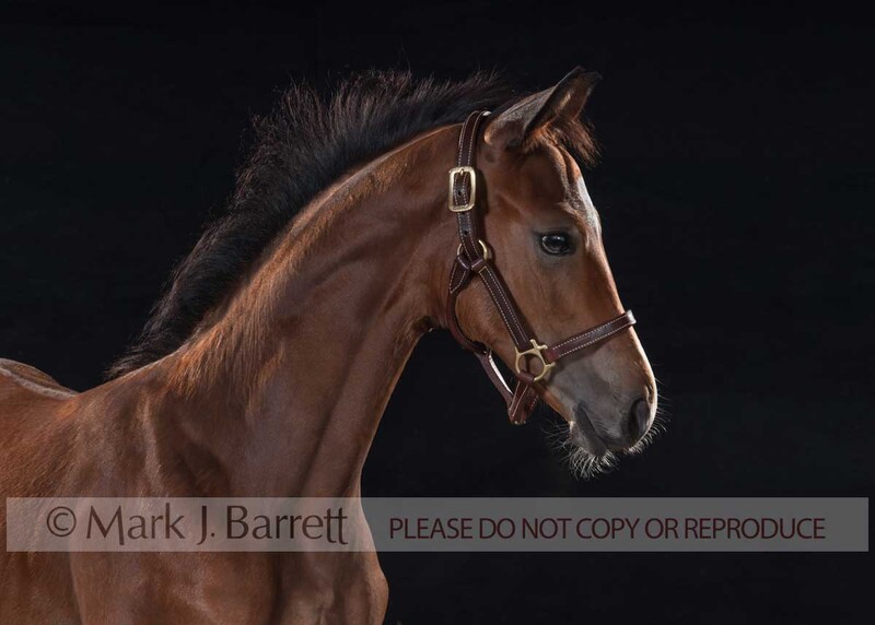 3199M-Edit.jpg :: juvenile female Oldenburg Warmblood horse filly foal portrait against black backdrop