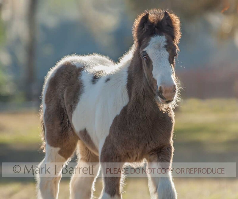 3209F(1).jpg :: baby animal Gypsy Vanner Horse colt foal head portrait in grass field