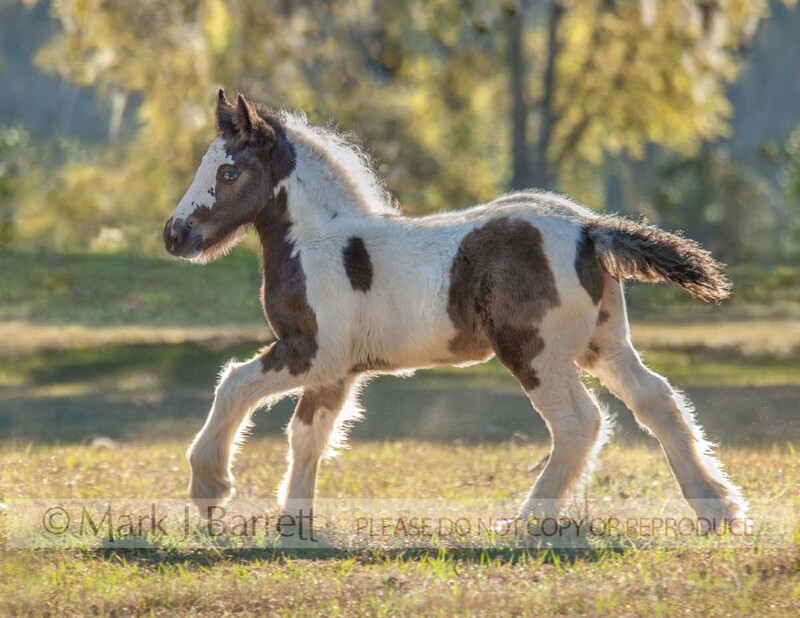 3210K-1.jpg :: baby animal Gypsy Vanner Horse colt foal trots across autumn field.