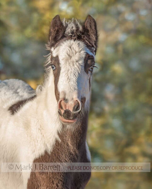 3211C-2.jpg :: baby animal Gypsy Vanner Horse colt foal head portrait in autumn foliage