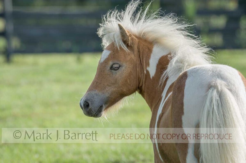 3222M.jpg :: juvenile feamle Miniature Horse foal in grass field