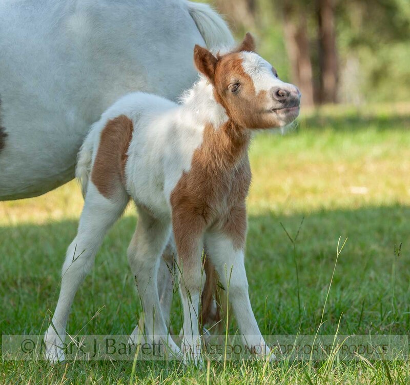 3224V(1).jpg :: 2 day old Miniature Horse foal