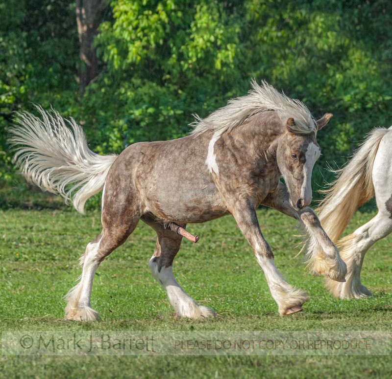 3245G-1(1).jpg :: juvenile Gypsy Vanner Horse foal running across field with erect penis.