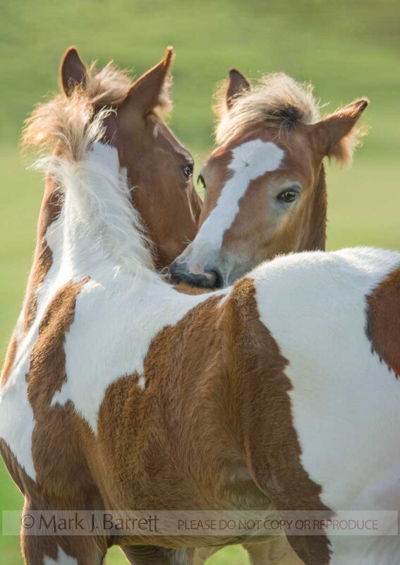 3250D-1(1).jpg :: Pinto horse foals grooming each other