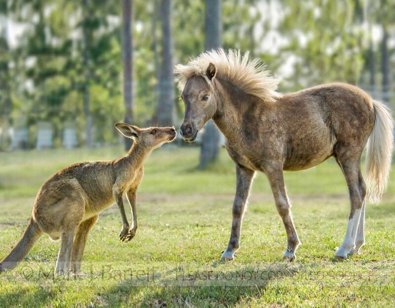 3250H(3).jpg :: Kangaroo and Miniature horse foal greet one another