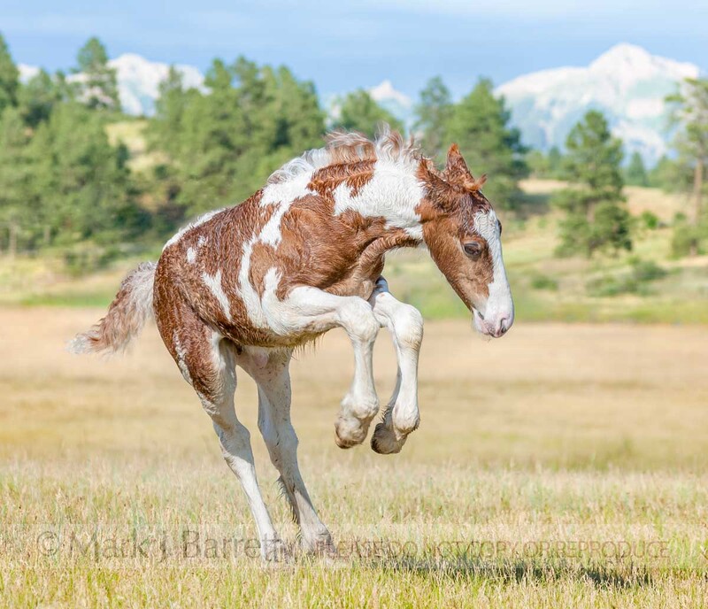 3253J-1(2).jpg :: 2 week old  Horse foal romps and plays in pasture