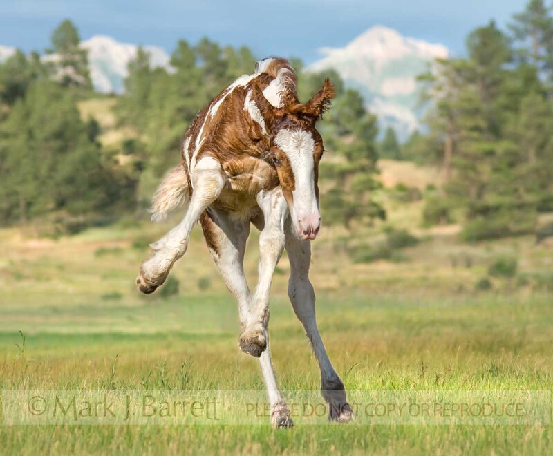 3253L2(1).jpg :: 2 week old Gypsy Vanner Horse foal romps and plays in pasture