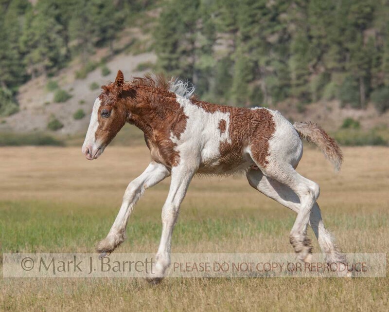 3253M-1.jpg :: baby animal Gypsy Vanner Horse foal romps and plays in alpine field