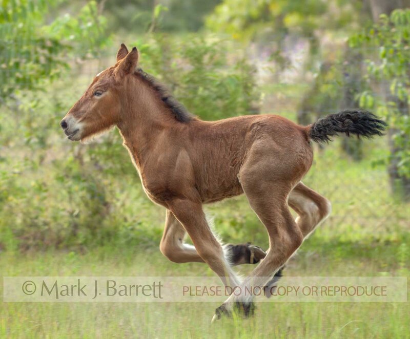 3270-12A(1).jpg :: 2 week old baby animal Ardennes Horse filly foal gallops in grass field