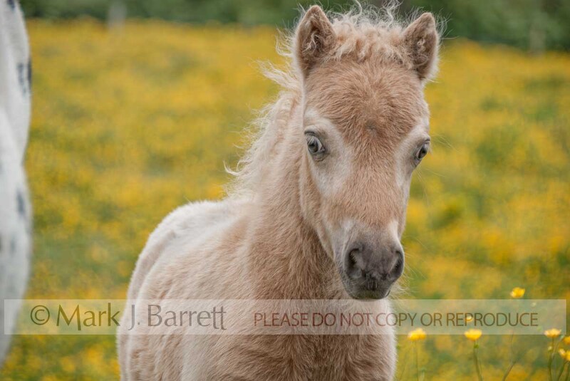 3272-8-Edit.jpg :: wide eyed baby animal Falabella Pony colt foal in field of yellow flowers near Warton, U.K.