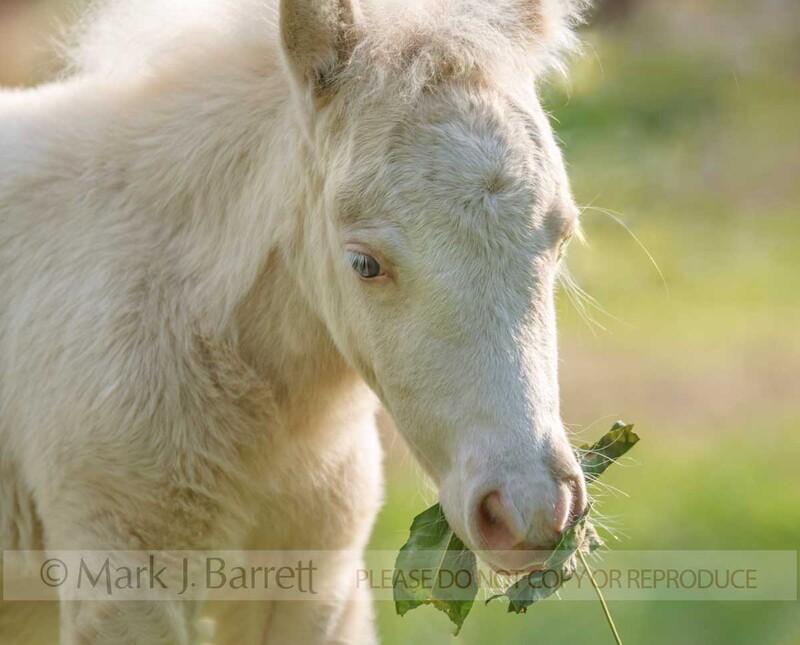 3274-12A(2).jpg :: Baby animal  horse foal chewing on leaves