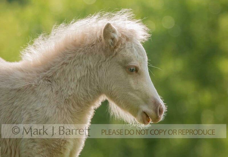 3274-16(1).jpg :: baby animal Miniature Horse filly foal in green vegetation