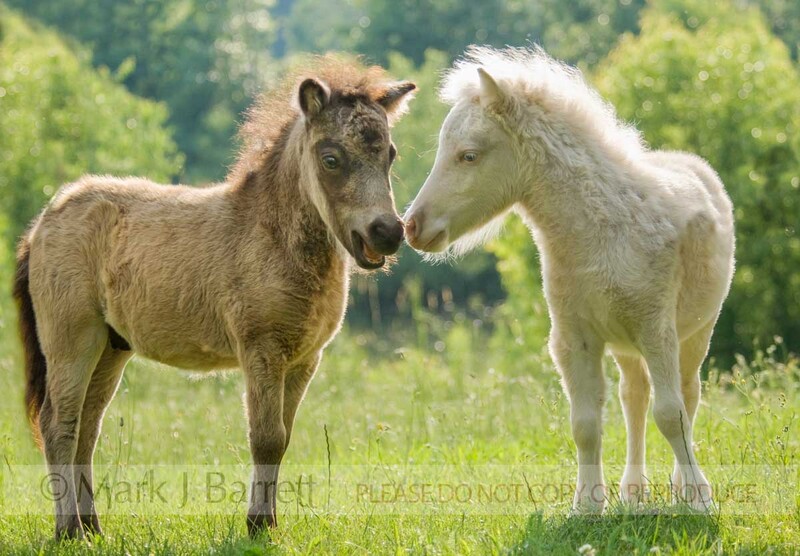 3276-2(1).jpg :: Miniature Horse foals touch muzzles