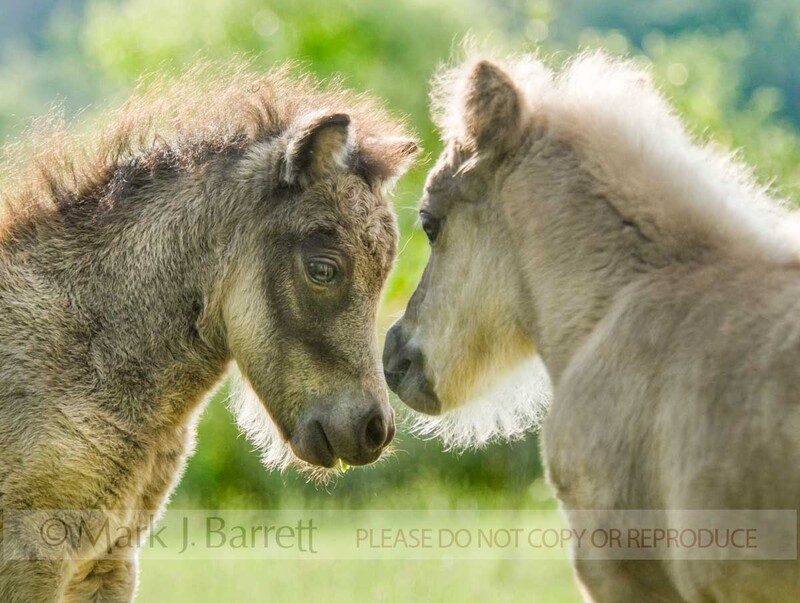 3276-5(1).jpg :: Miniature Horse foals