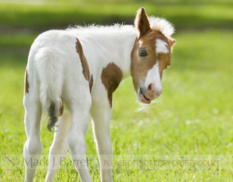 3277-35(1).jpg :: 1 day old Miniature horse foal colt