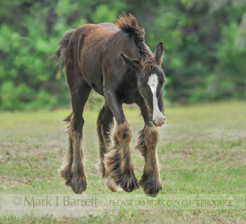 3282-4(1).jpg :: Gypsy Vanner Horse foal colt romps and kicks up heels in play
