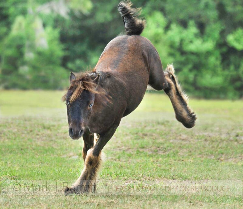 3282-5C(1).jpg :: Gypsy Vanner Horse foal colt romps and kicks up heels in play